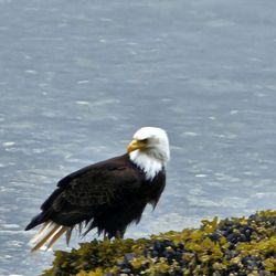 Icy Strait Point