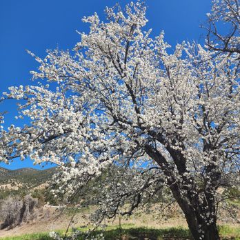Nichols Ranch and Orchards - Cherry tree in bloom - Pick Your Own Farms Near Me - La Luz, New Mexico Nichols Ranch and Orchards - Cherry tree in bloom - Pick Your Own Farms Near Me - La Luz, New Mexico