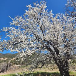 Cherry tree in bloom