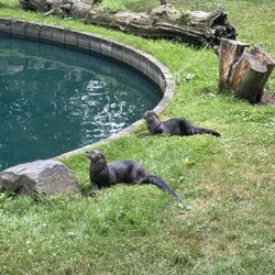 Otters!