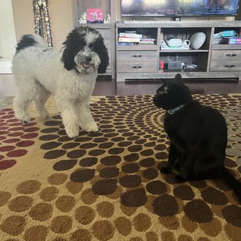 Fido's Finest Dog Training - Salem loves to welcome new fur friends. - Pet Training Near Me