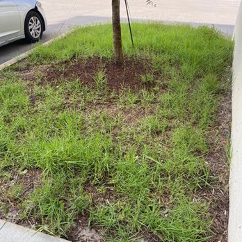 Oceanside Lantana by Olympus Property Management - This ground cover is weeds, very prevalent around the property. - Apartments Near Me - Lantana, Florida Oceanside Lantana by Olympus Property Management - This ground cover is weeds, very prevalent around the property. - Apartments Near Me - Lantana, Florida