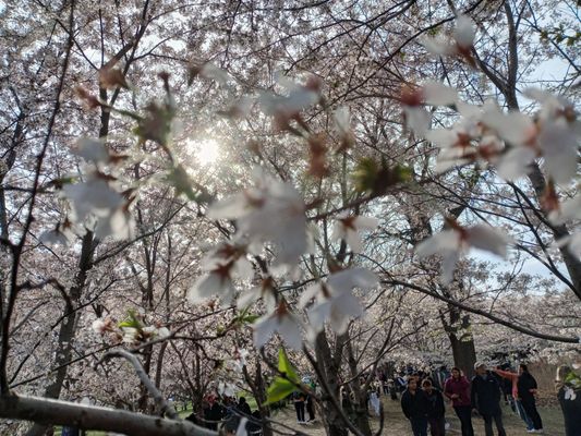 Jackson Park by null