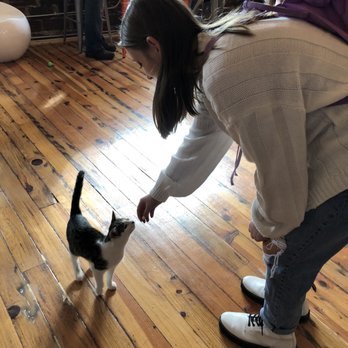 Mac Tabby Cat Cafe - Themed Cafes Near Me - Charlotte, North Carolina