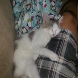 Little Kitty about 7 and a half years ago when she was still a baby. Little Kitty about 7 and a half years ago when she was still a baby.
