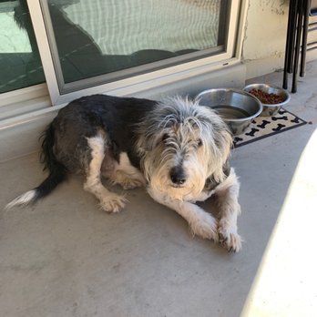 See Spot Clean - Pet Groomers Near Me - Goodyear, Arizona See Spot Clean - Pet Groomers Near Me - Goodyear, Arizona