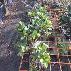 OM Bansai Nursery