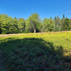 Petit Manan Wildlife Refuge - Blueberry fields