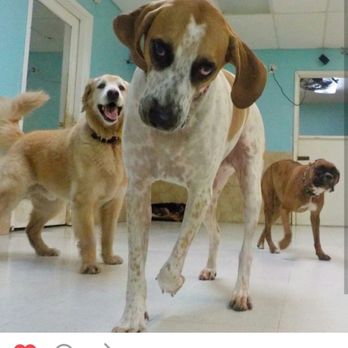 Doggies Gone Wild - Pet Groomers Near Me - Miami, Florida Doggies Gone Wild - Pet Groomers Near Me - Miami, Florida