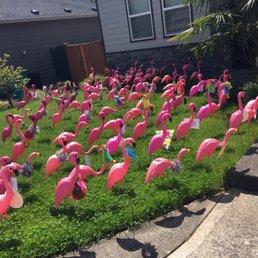 "Get Well Flamingo Flocking"