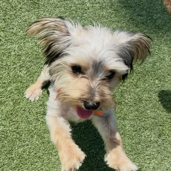 Pet Paradise Wesley Chapel - Pet Groomers Near Me - Wesley Chapel, Florida