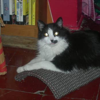 Bay Ridge Home Services - Pet Sitting Near Me Bay Ridge Home Services - Pet Sitting Near Me