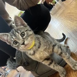 Tiny Lions Lounge and Adoption Center