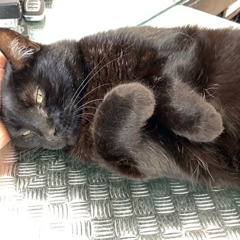 9-3 auto - Most chill cat ever (9-3 Auto) - Auto Parts & Supplies Near Me - New Haven, Michigan 9-3 auto - Most chill cat ever (9-3 Auto) - Auto Parts & Supplies Near Me - New Haven, Michigan