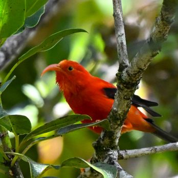 Hawaii Bird Tours - Tours Near Me