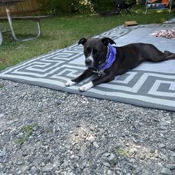 St Joseph Animal Wellness Clinic - Millie Mack relaxing in Washington State!