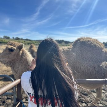 Oasis Camel Dairy - Attraction Farms Near Me - Ramona, California