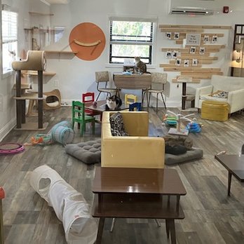 Kitty Cat Lounge - The kitty cat lounge area - Coffee & Tea Near Me - Lakeland, Florida