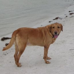 Bailey at Dog Beach. Woof!