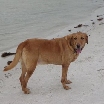 Dog Beach - Bailey at Dog Beach. Woof! - Beaches Near Me - Fort Myers Beach, Florida