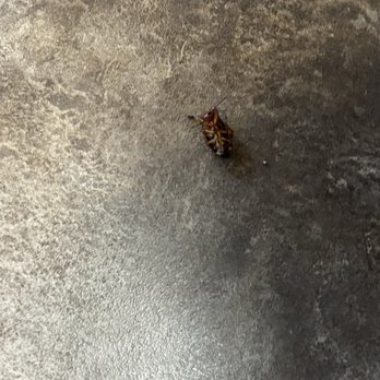 Zaxbys - Roach next to my table. - Fast Food Near Me - Crestview, Florida Zaxbys - Roach next to my table. - Fast Food Near Me - Crestview, Florida