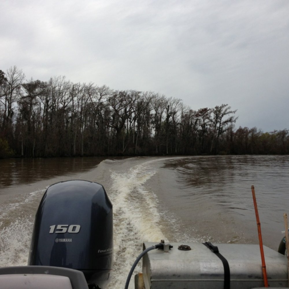 Pearl River Swamp Tours - Tours Near Me - Slidell, Louisiana Pearl River Swamp Tours - Tours Near Me - Slidell, Louisiana
