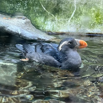 Seattle Aquarium - puffin - Aquariums Near Me - Seattle, Washington Seattle Aquarium - puffin - Aquariums Near Me - Seattle, Washington