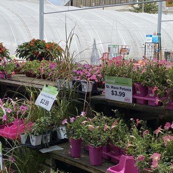 Meijer - Outside plants for sale - Bakeries Near Me - Detroit, Michigan Meijer - Outside plants for sale - Bakeries Near Me - Detroit, Michigan