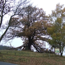 Suckower Eiche
