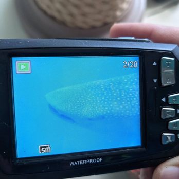 Mexico Whale Shark - Whale Watching Tours Near Me - Cancún, ROO