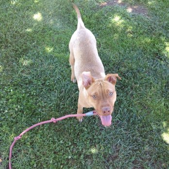 Starcrest Boarding Kennels - Frida! - Pet Sitting Near Me - Sun Valley, California Starcrest Boarding Kennels - Frida! - Pet Sitting Near Me - Sun Valley, California