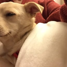 Ziggy, home, bathed, fed, & feeling pretty darn good! Ziggy, home, bathed, fed, & feeling pretty darn good!