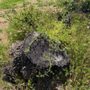 Photo of Highland Stump Removal