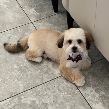 Fusion Pet Stylez - Pet Groomers Near Me - Kissimmee, Florida Fusion Pet Stylez - Pet Groomers Near Me - Kissimmee, Florida