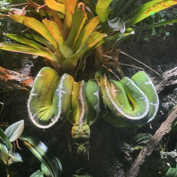 Nashville Zoo - Snake - Zoos Near Me - Nashville, Tennessee Nashville Zoo - Snake - Zoos Near Me - Nashville, Tennessee
