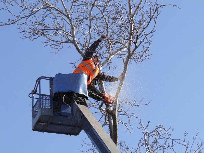 Sanders Lawn & Landscape & Tree - tree service in Baltimore, MD