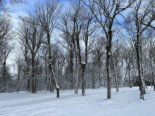 Belleayre Mountain Ski Center by null