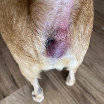 Pet Styling by Sherry - my poor pup's swollen gland from the groomers deceiving anal gland expression service - Pet Groomers Near Me - Houston, Texas