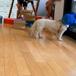 Super Runners Shop - Pet dog in store and blocking doorway (face blurred for privacy, lol)