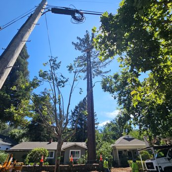 Aguilera's Tree Service - Tree Services Near Me - Vacaville, California Aguilera's Tree Service - Tree Services Near Me - Vacaville, California