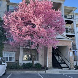 Circadian Realty Group - A cherry tree canopy for the balcony!