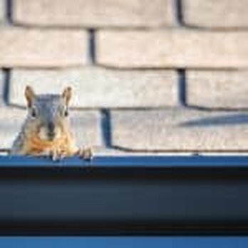 Creature Control - Rat in a house - Pest Control Near Me - Jackson, Michigan Creature Control - Rat in a house - Pest Control Near Me - Jackson, Michigan