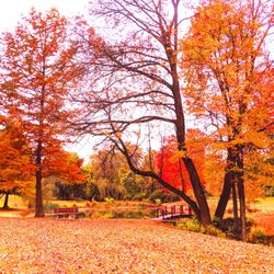 Greer Park - Greer Park -- fall