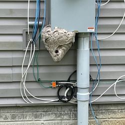 Extreme Pest & Termite