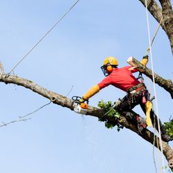 Owen Tree and Landscaping