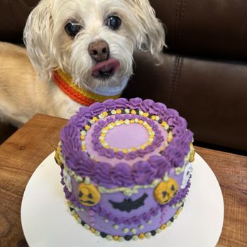 Paws & Joy Pet Bakery - Halloween duck cake! - Pet Stores Near Me Paws & Joy Pet Bakery - Halloween duck cake! - Pet Stores Near Me