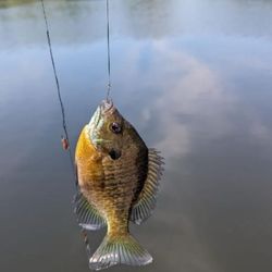 Thomas Mitchell Park - Blue Gill and Sun Fish in the pond
