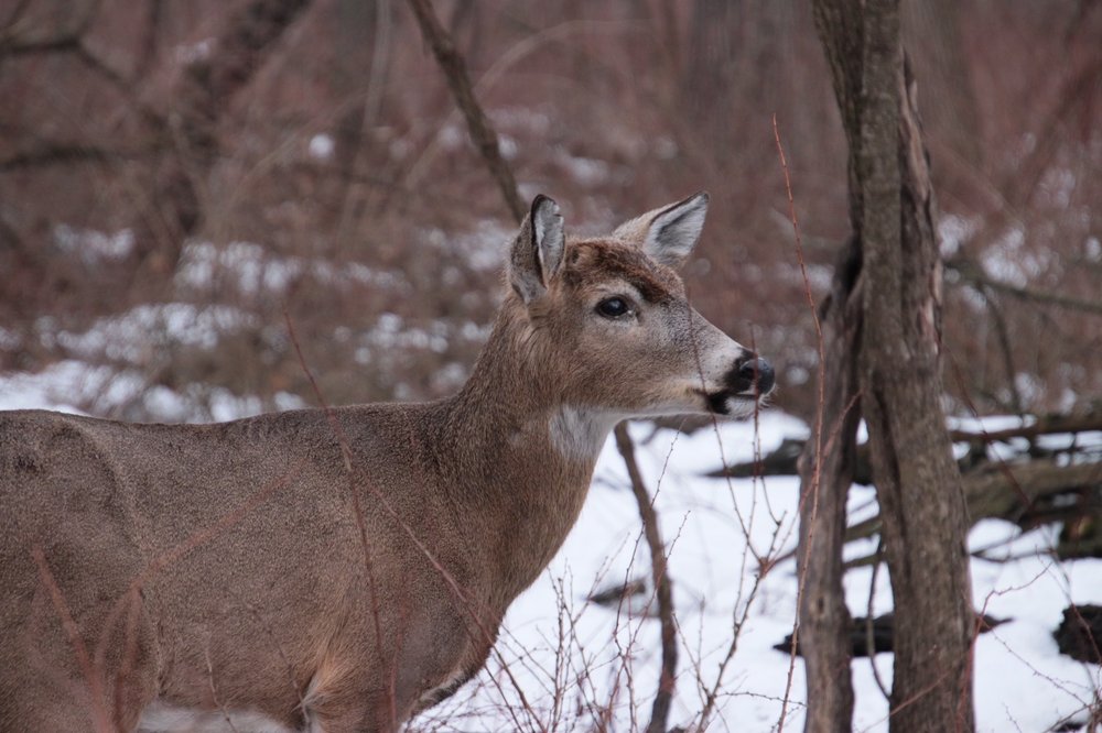 SCHILLER WOODS Updated August 2024 95 Photos & 17 Reviews Irving