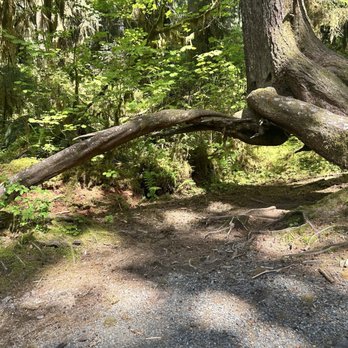 Hoh Rainforest - Hiking Near Me - Forks, Washington Hoh Rainforest - Hiking Near Me - Forks, Washington