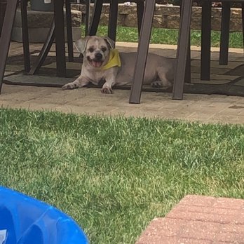 Top Flight Paw Salon - Pet Groomers Near Me - Chicago, Illinois Top Flight Paw Salon - Pet Groomers Near Me - Chicago, Illinois